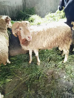 Vera for sale