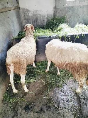 Vera for sale
