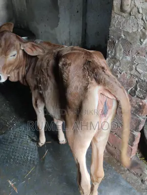 Jersey Cow