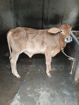 Jersey Cow