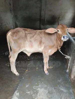 Jersey Cow