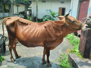 Jersey Cow