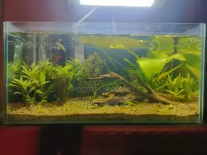 অ্যাকোয়ারিয়াম ফুল সেটআপ