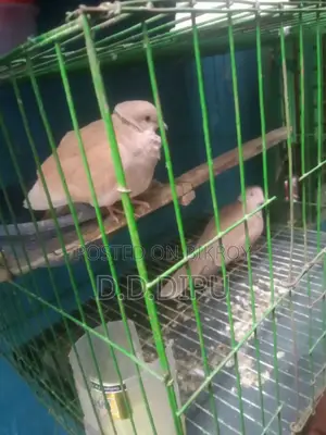 Australian Dove Pair for Sale