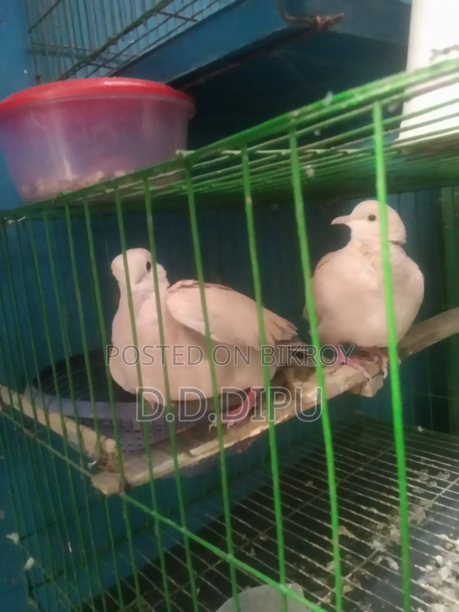 Australian Dove Pair for Sale