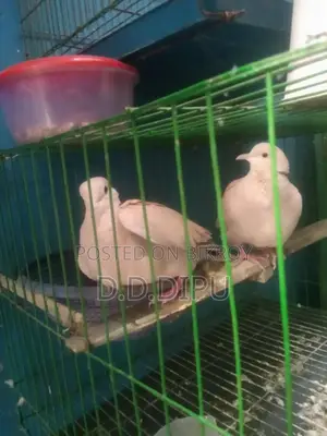 Australian Dove Pair for Sale
