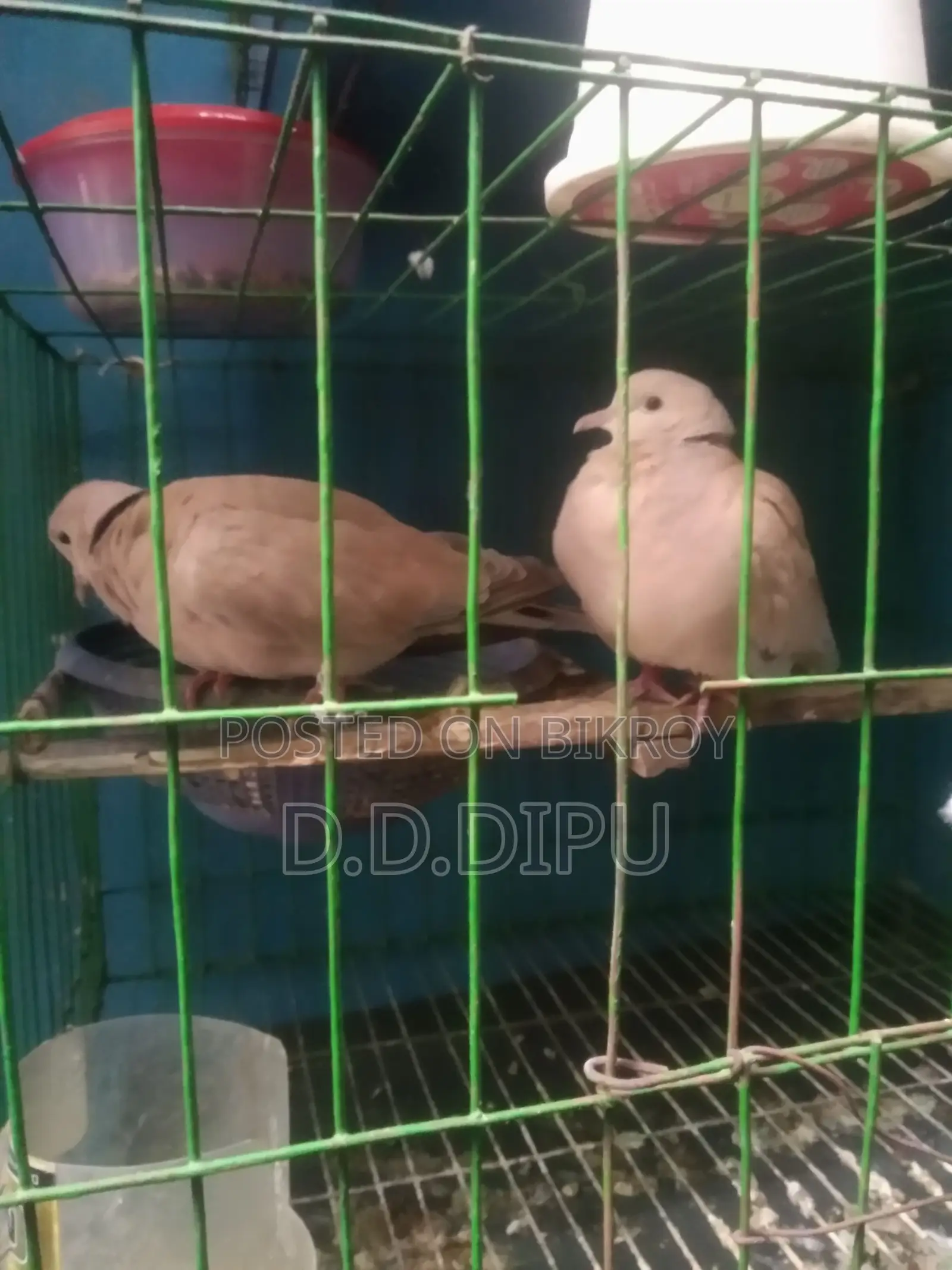 Australian Dove Pair for Sale