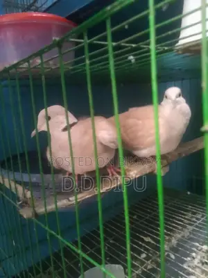 Australian Dove Pair for Sale