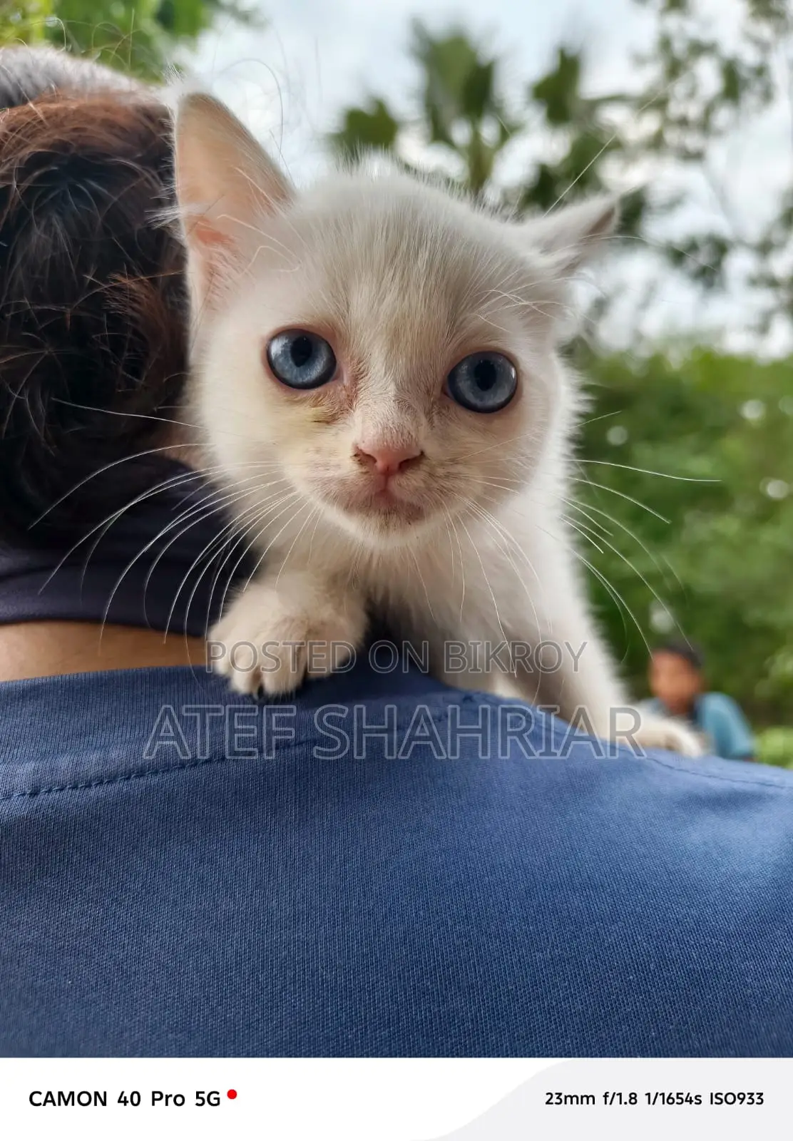 Mix Breed Cat
