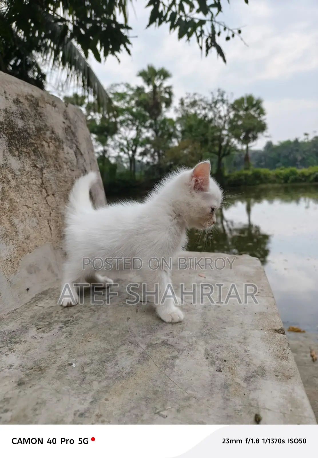 Mix Breed Cat