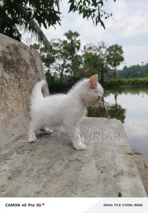 Mix Breed Cat