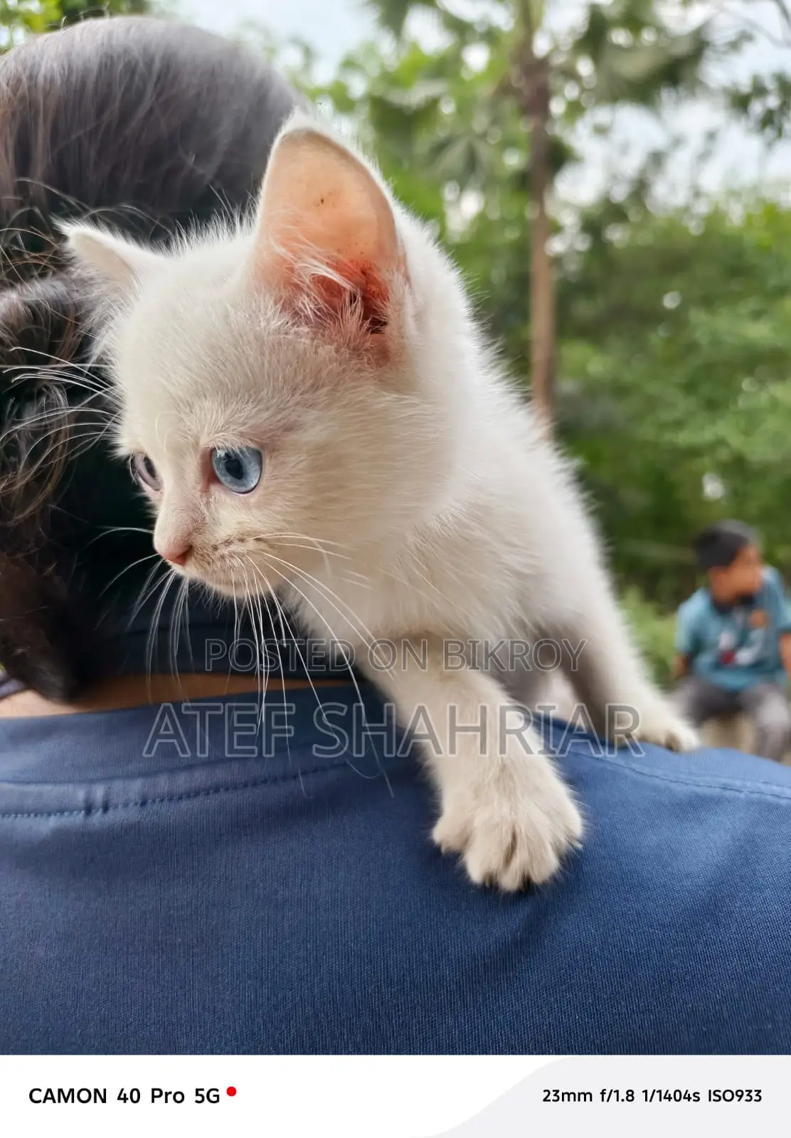 Mix Breed Cat