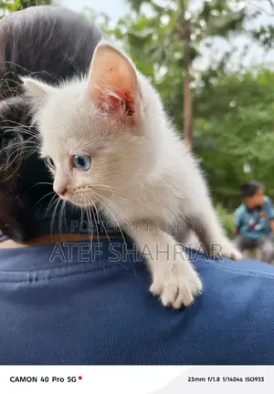 Mix Breed Cat