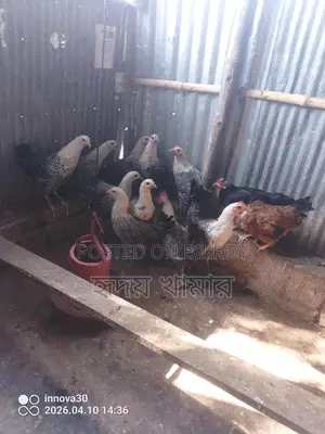 ডিমের রানী মিশরীয় ফাওমি।