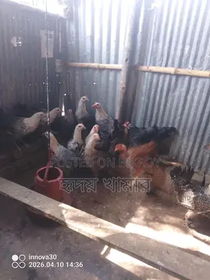 ডিমের রানী মিশরীয় ফাওমি।
