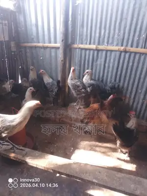 ডিমের রানী মিশরীয় ফাওমি।