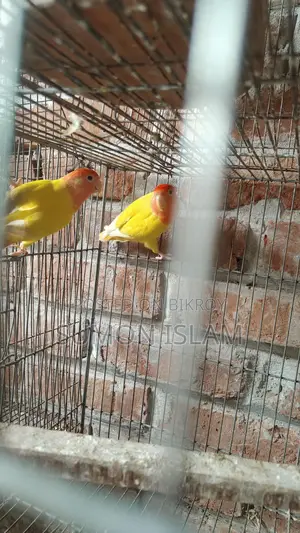 Lovebird Birds