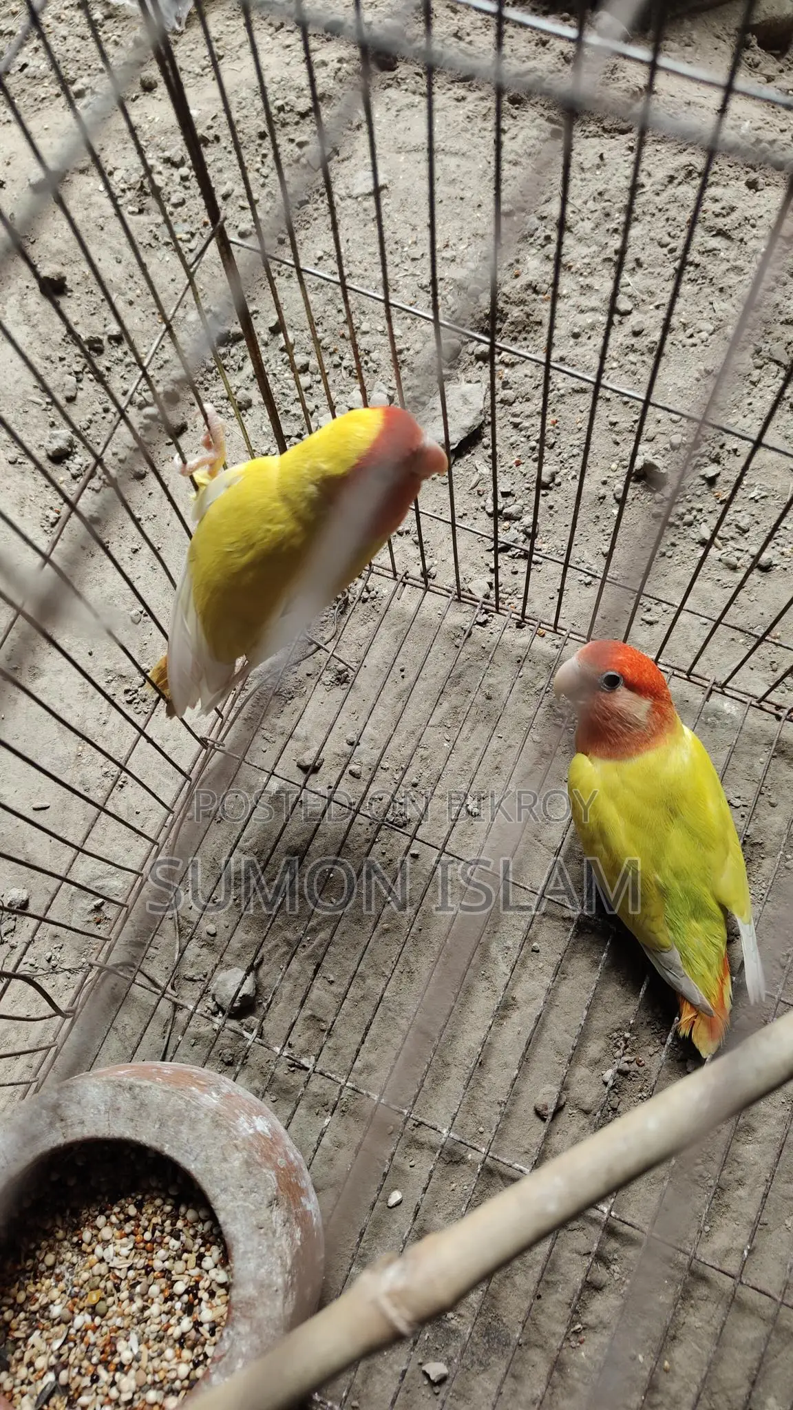 Lovebird Birds