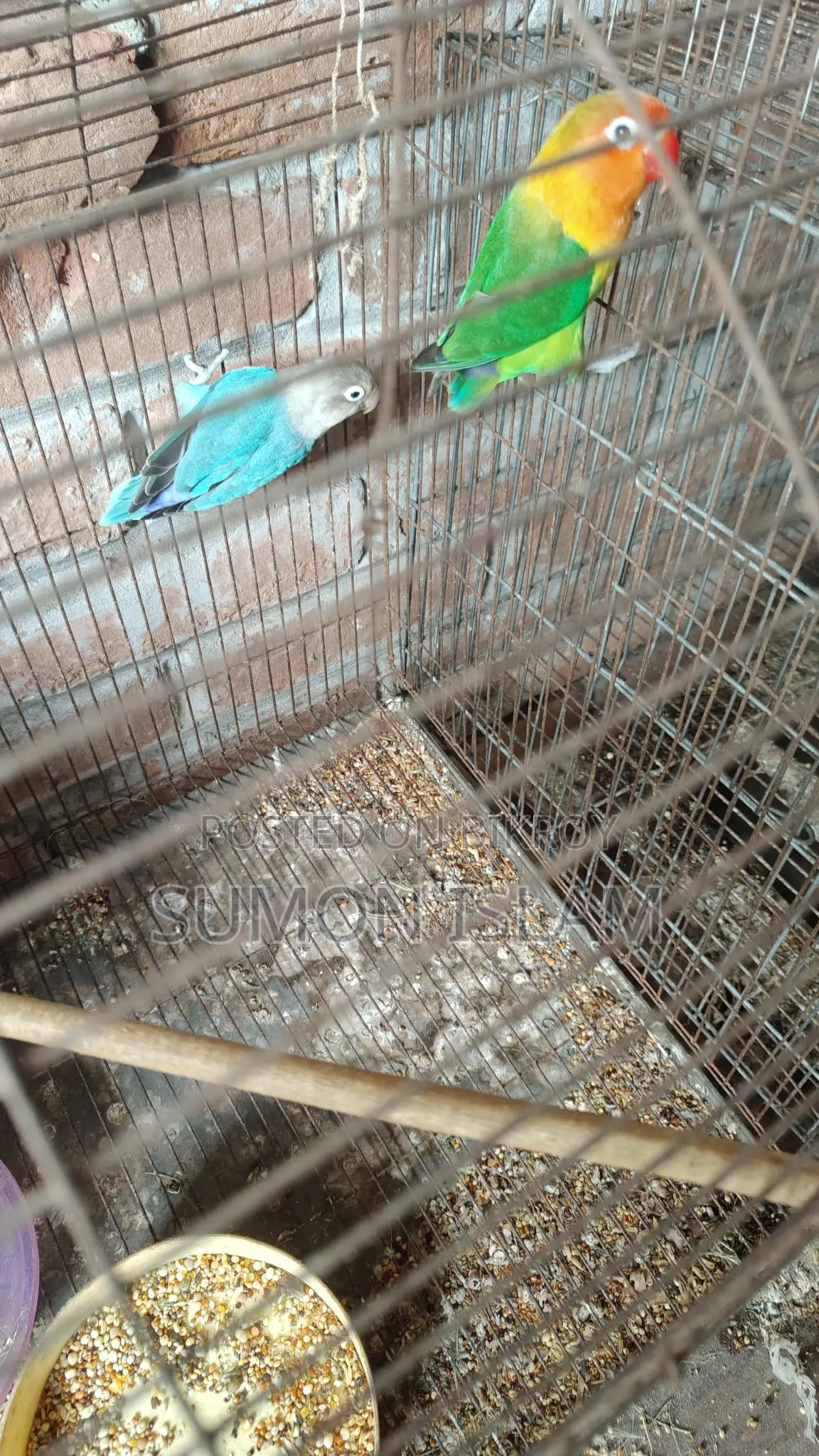 Lovebird Birds