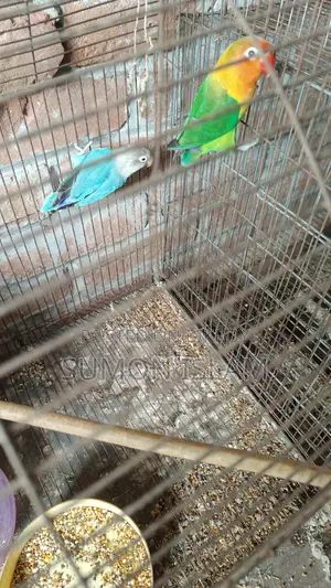 Lovebird Birds