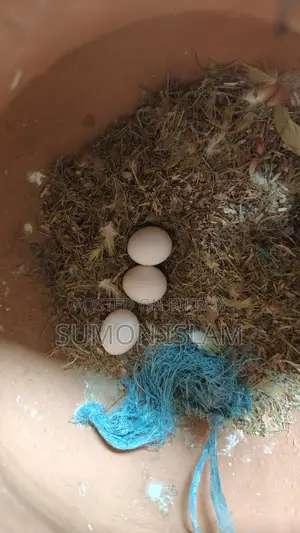 Lovebird Birds