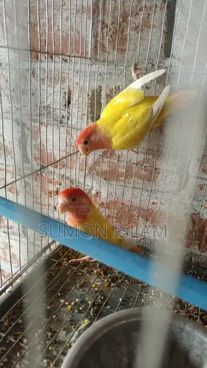 Lovebird Birds