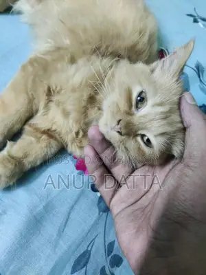Persian Cat Ginger Male