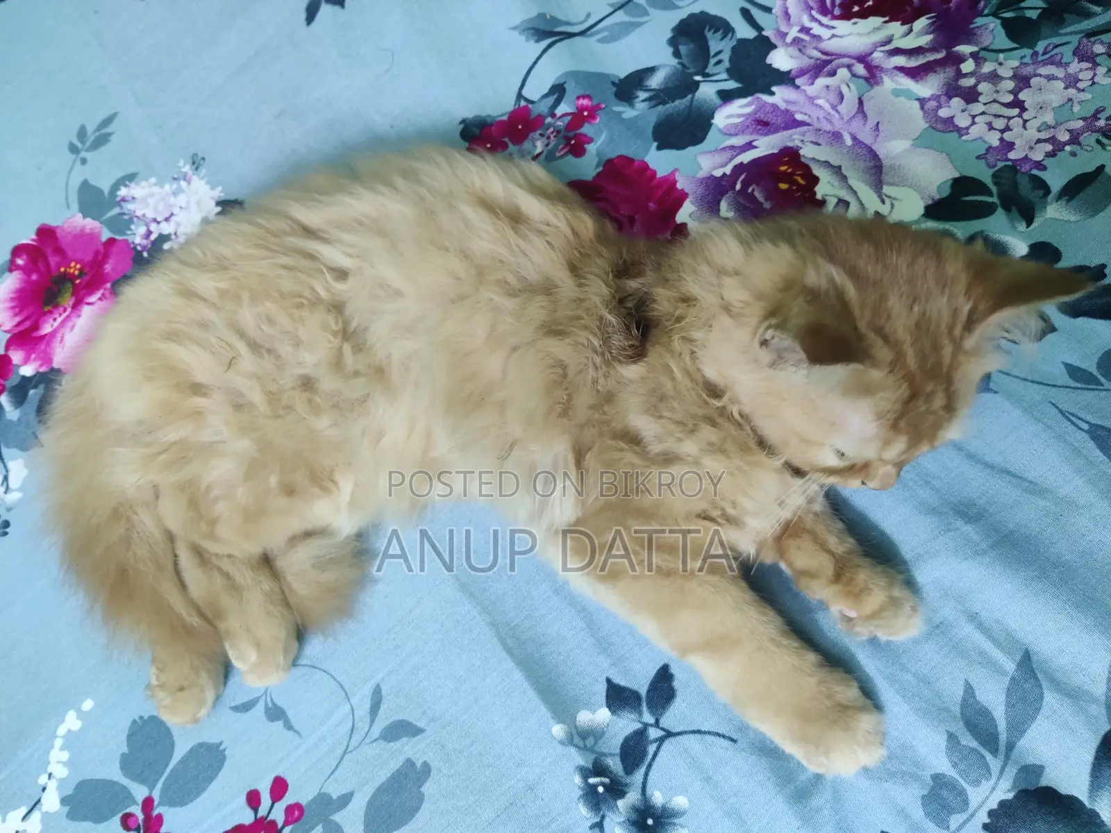 Persian Cat Ginger Male