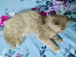 Persian Cat Ginger Male