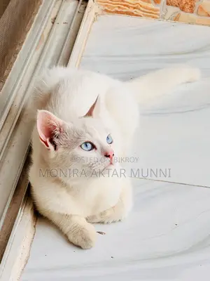 মিক্স পার্সিয়ান ব্লু আইজ অ্যাডপশন পোস্ট