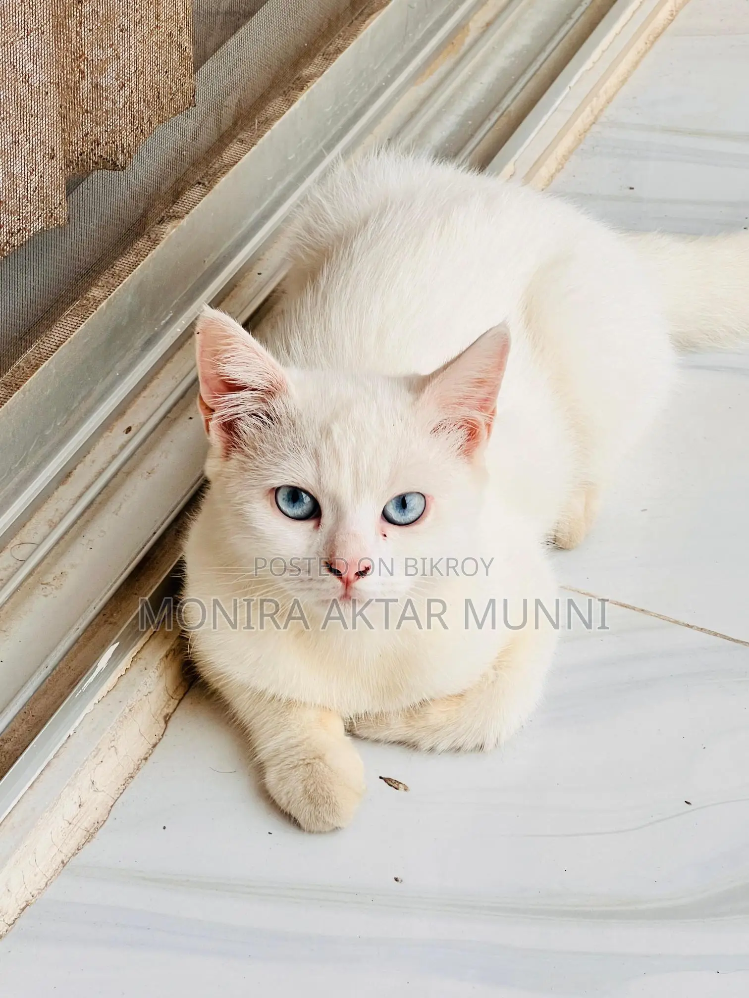 Mix Persian Blue Eyes adoption post