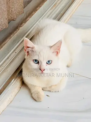 Mix Persian Blue Eyes adoption post
