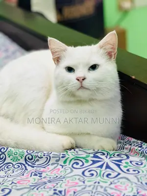 Mix Persian Blue Eyes adoption post
