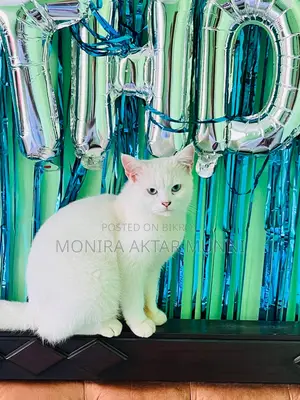 Mix Persian Blue Eyes adoption post