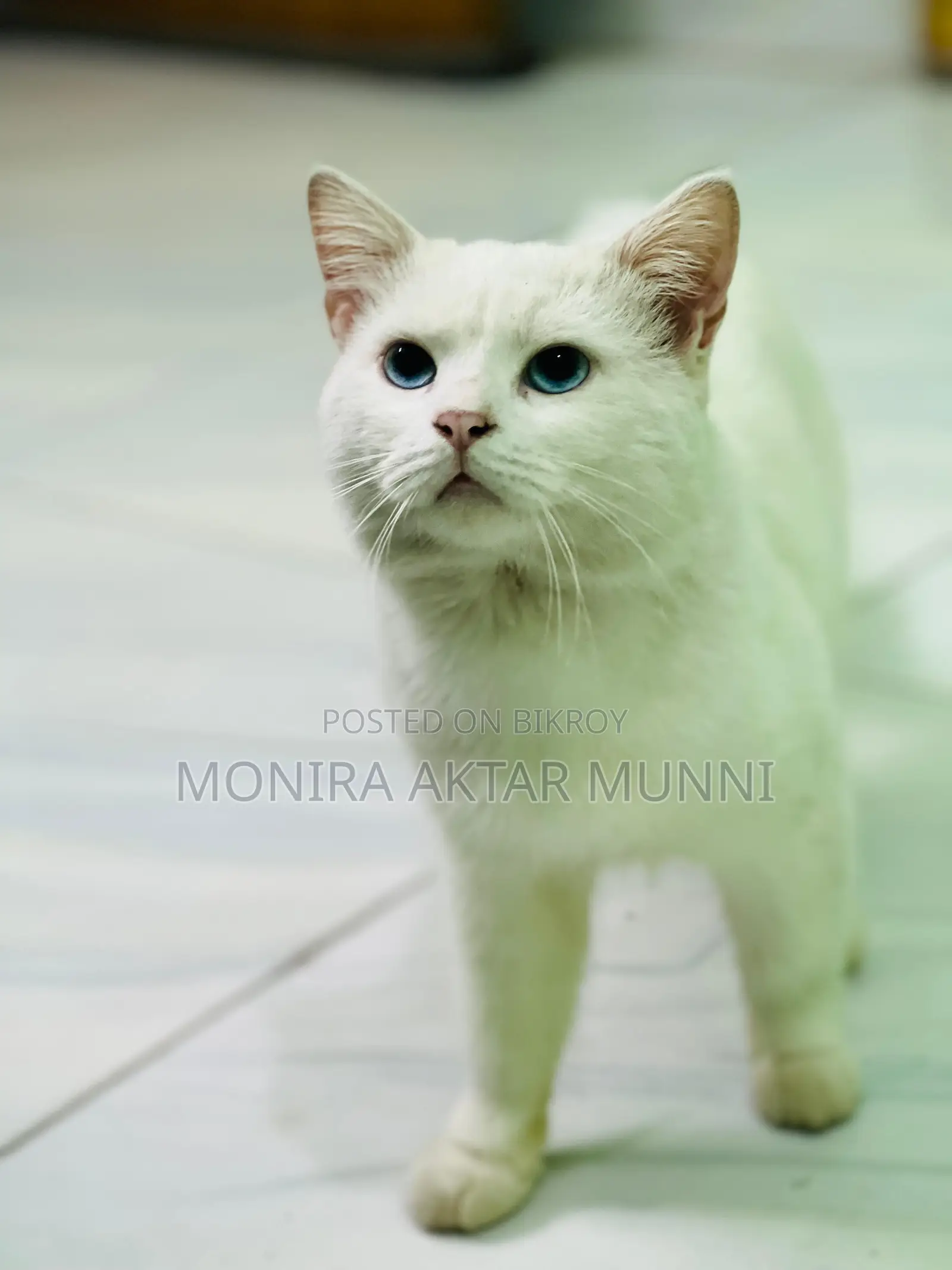 Mix Persian Blue Eyes adoption post