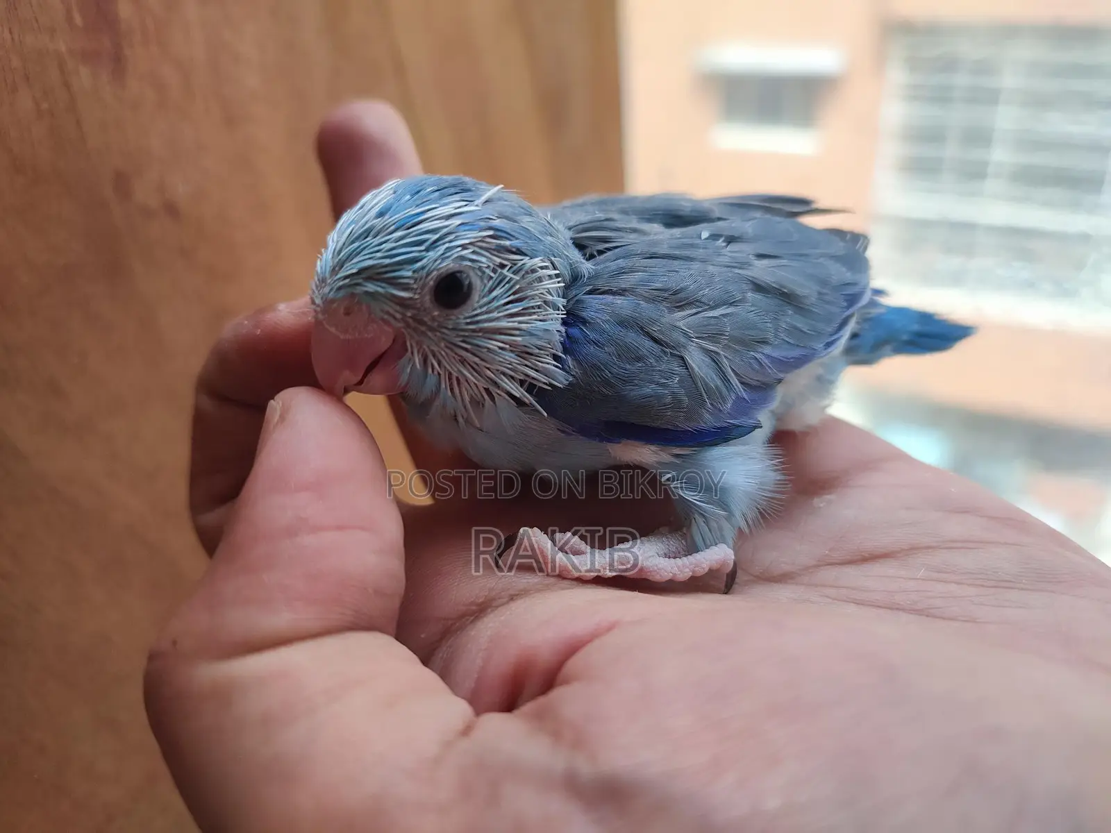 Forpus Handfeed Baby