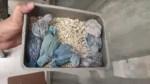 Forpus Handfeed Baby