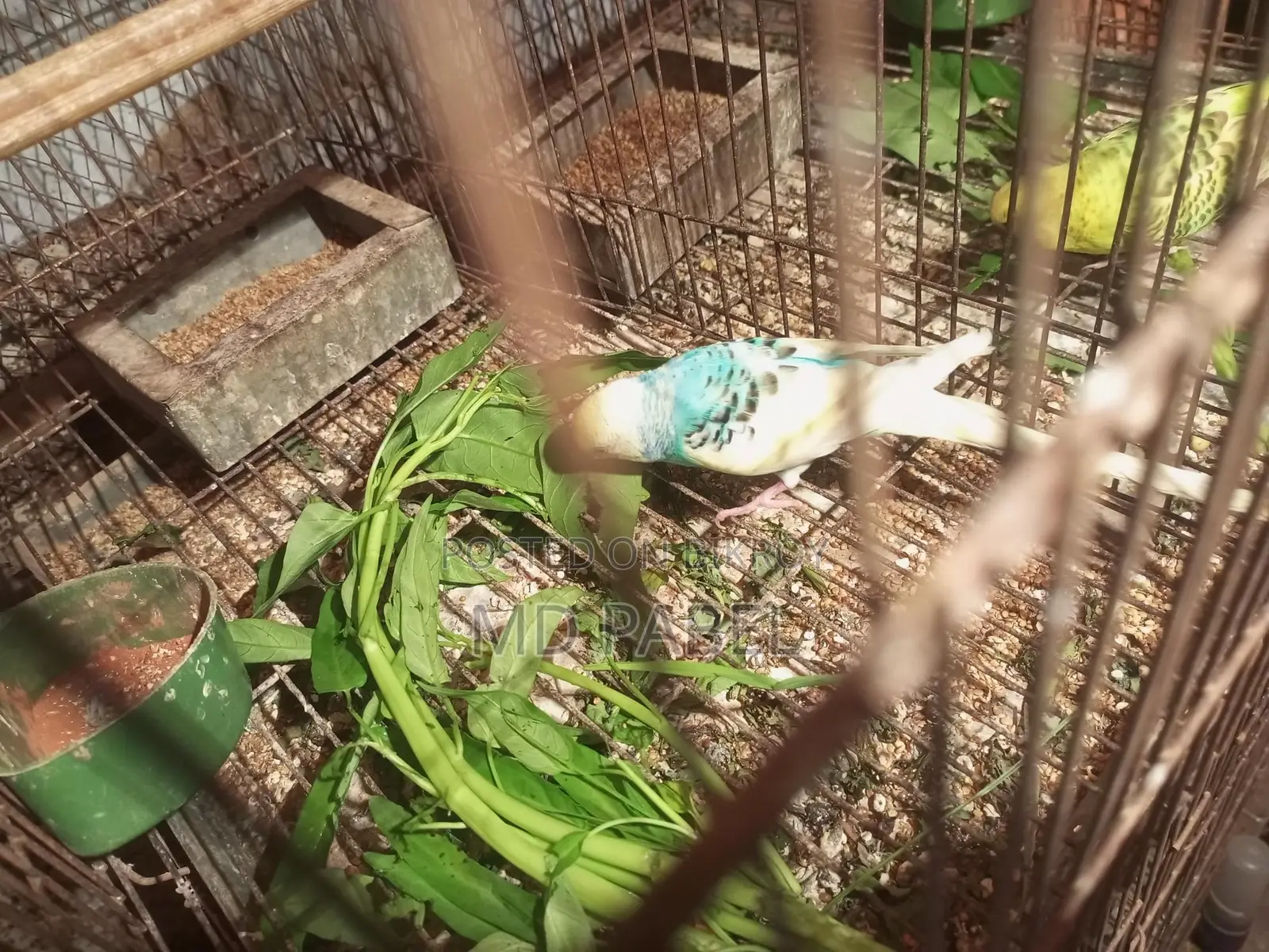 Cockatiel Bird Chicks (6 pieces)