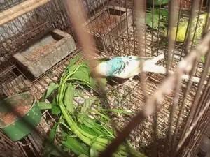 Cockatiel Bird Chicks (6 pieces)