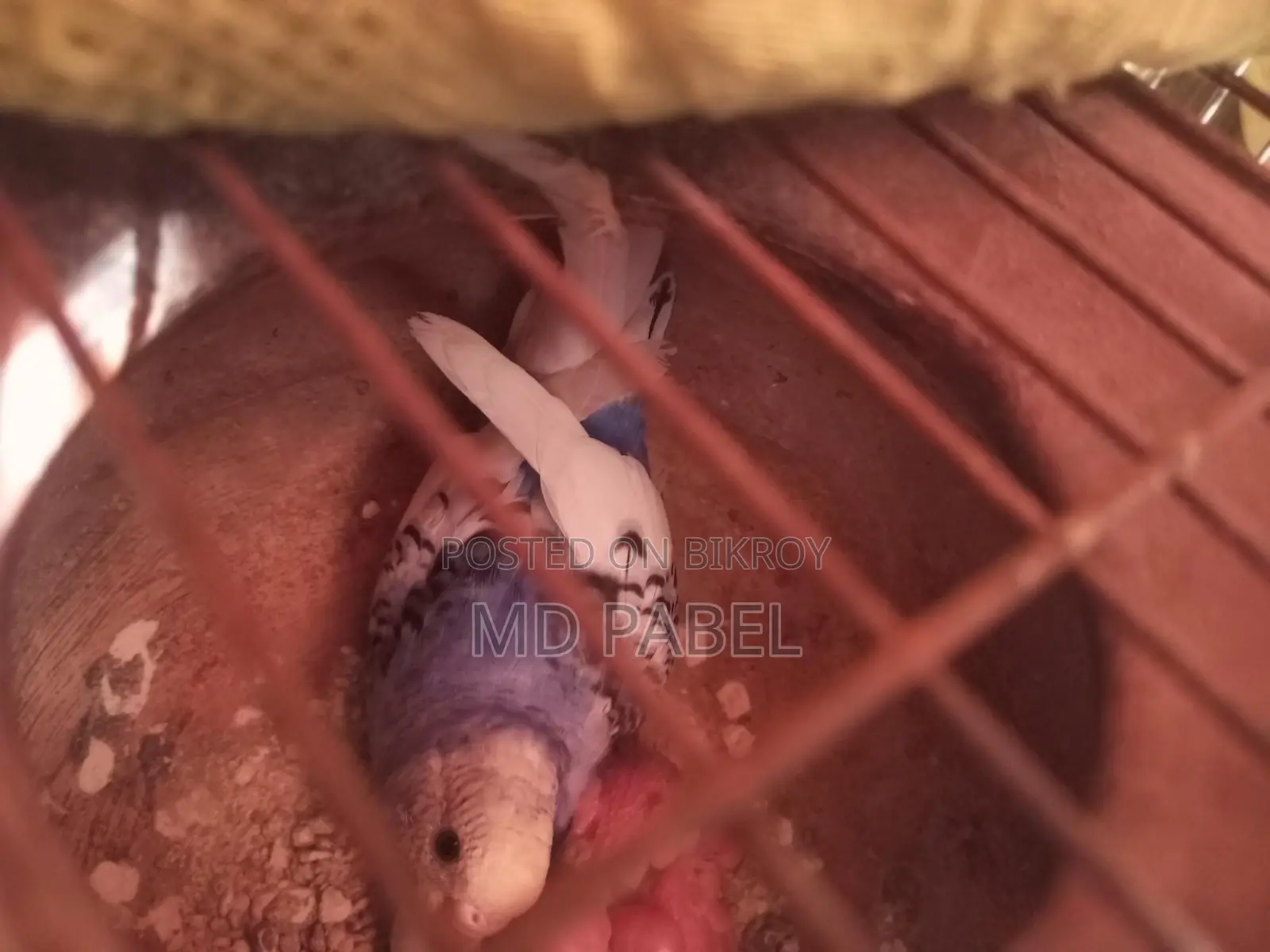Cockatiel Bird Chicks (6 pieces)