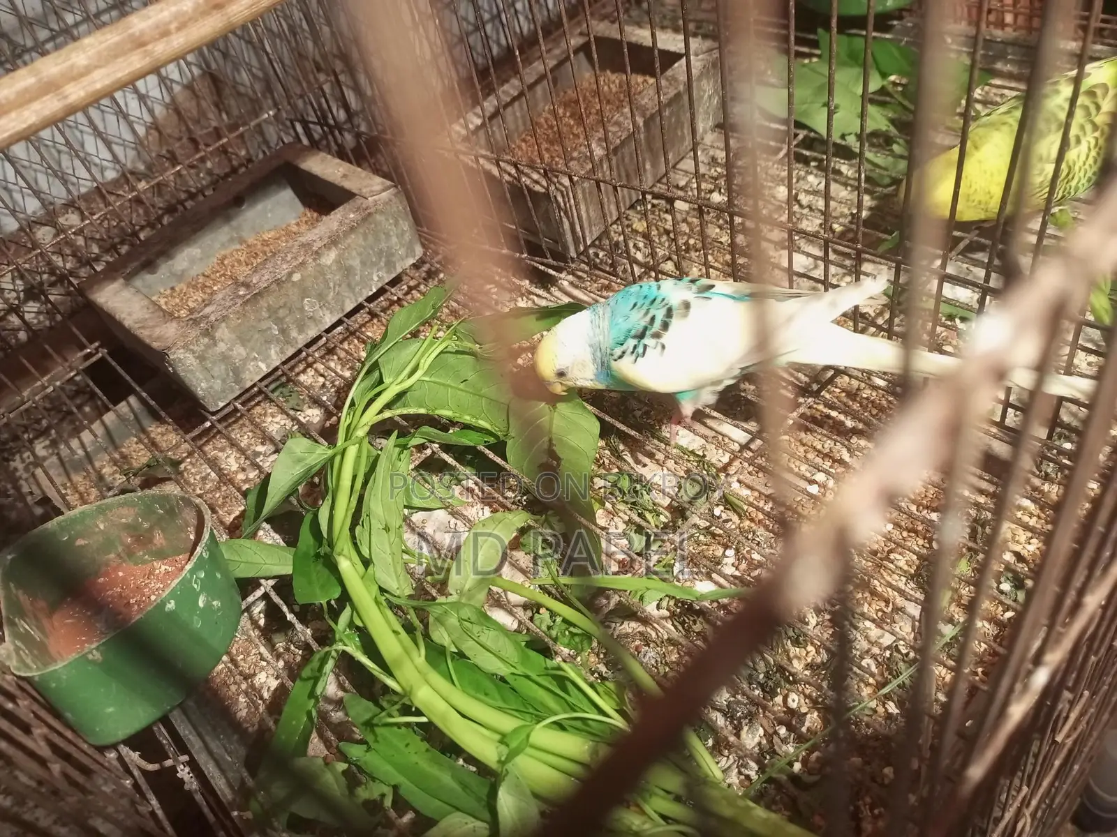 Cockatiel Bird Chicks (6 pieces)