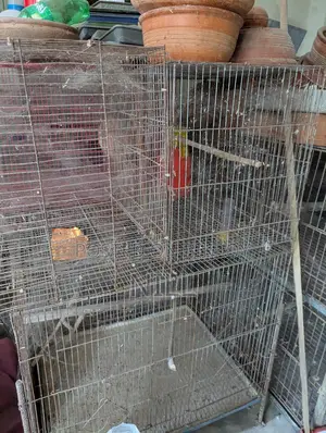 পাখির খাঁচা