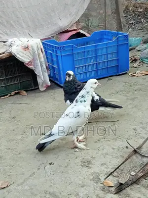 A pair of Portal cross pigeons for sale