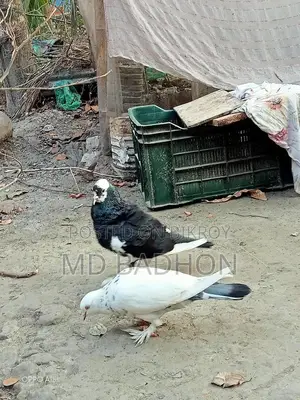 এজোড়া প্রোটাল এর ক্রস কবুতর বিক্রি হবে