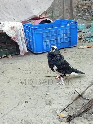 এজোড়া প্রোটাল এর ক্রস কবুতর বিক্রি হবে