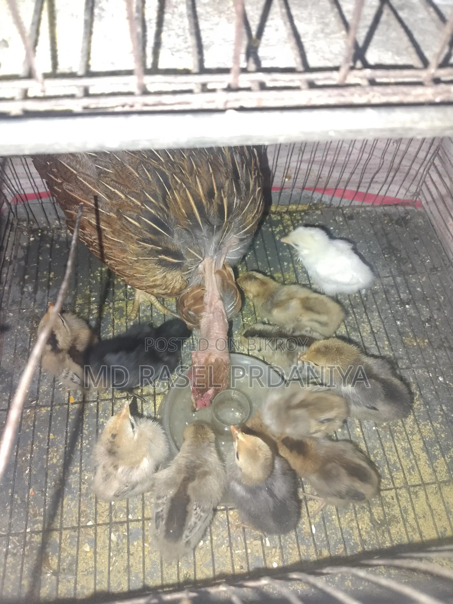 Deshi Hen with Chicks