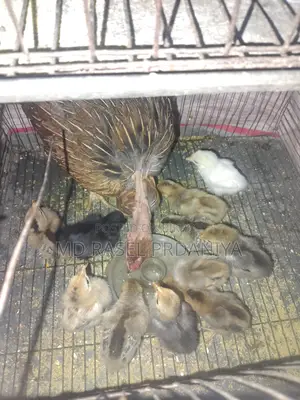 দেশি মুরগী বাচ্চা সহকারে