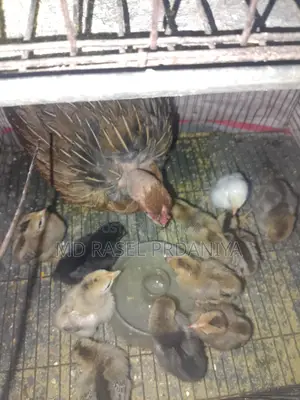 Deshi Hen with Chicks