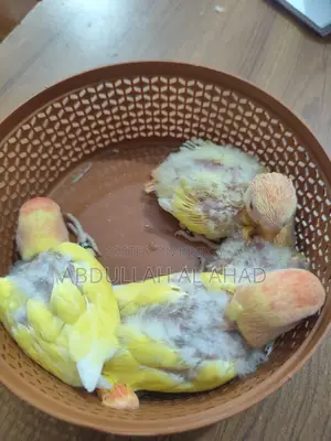 Lovebird Baby