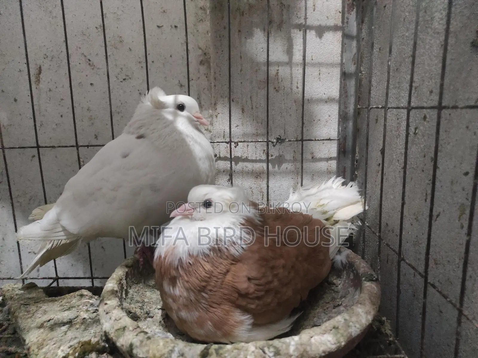 Fancy Pigeon